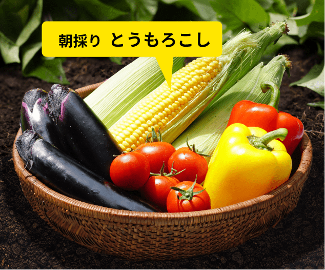 朝採りとうもろこし入り 季節の野菜お試しセット